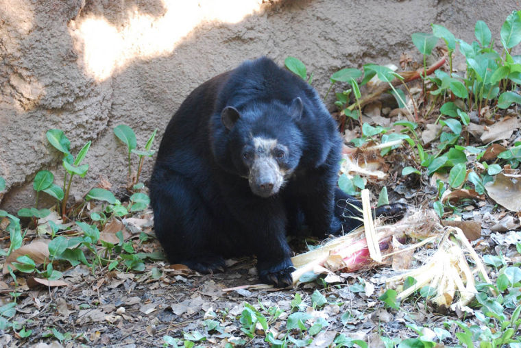 Andean Bear cub born at the Phoenix Zoo